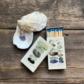 Seashell Specimens Matches